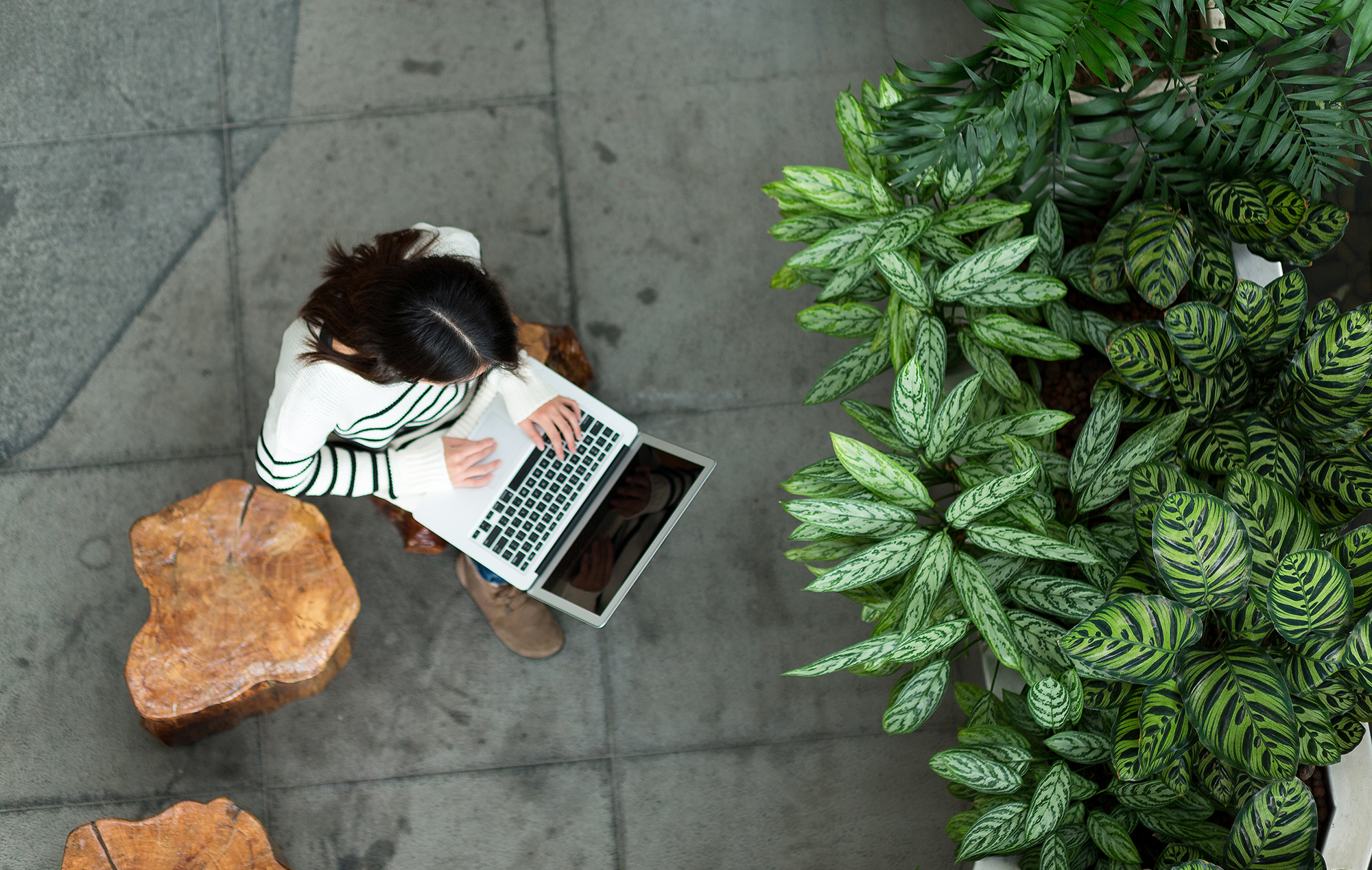 Working on a laptop next to indoor plants